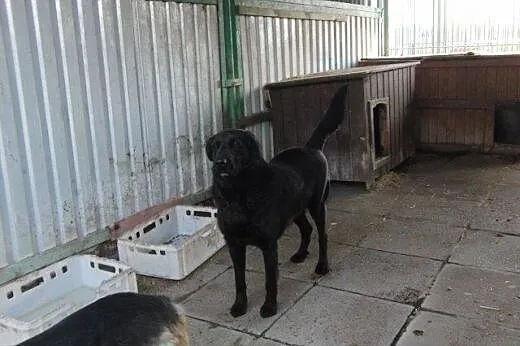 Negro marzy o własnym domu,  zachodniopomorskie Sz