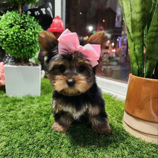 Miniaturowe szczenięta rasy Yorkshire Terrier (piesek i suczka) do adopcji: {{amandinelisa01@gmail.c, , Dabrowa Górnicza 
