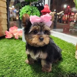 Miniaturowe szczenięta rasy Yorkshire Terrier (piesek i suczka) do adopcji: {{amandinelisa01@gmail.c