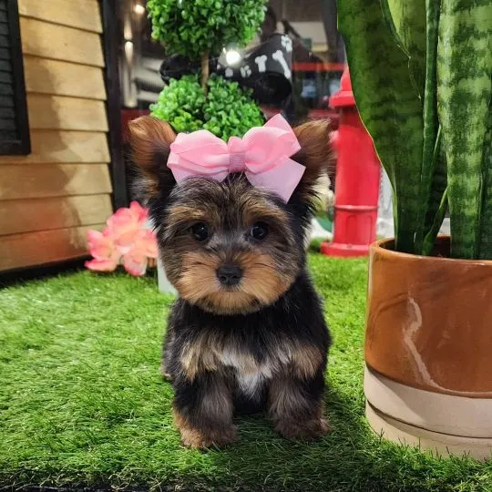 Miniaturowe szczenięta rasy Yorkshire Terrier (piesek i suczka) do adopcji: {{amandinelisa01@gmail.c, , Dabrowa Górnicza 