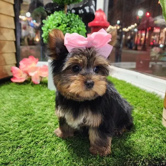 Miniaturowe szczenięta rasy Yorkshire Terrier (piesek i suczka) do adopcji: {{amandinelisa01@gmail.c, , Dabrowa Górnicza 