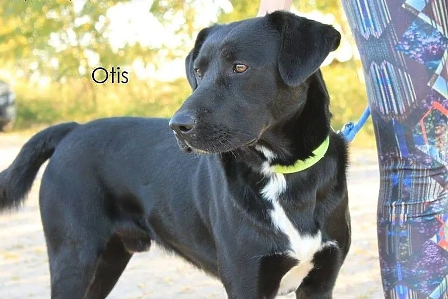 Otis - młody, aktywny, piękny w typie laba, , Przyborówko