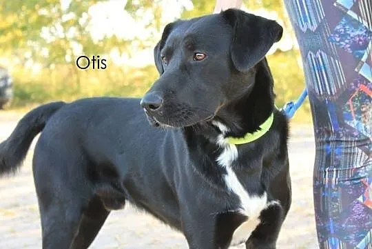 Otis - młody, aktywny, piękny w typie laba, , Przyborówko