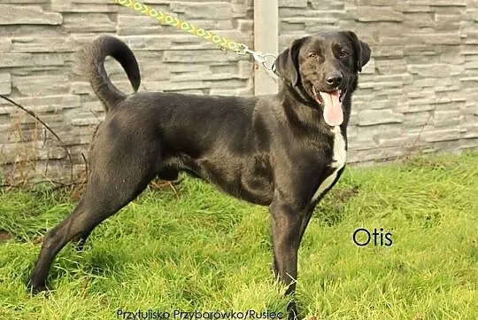 Otis - młody, aktywny, piękny w typie laba, , Przyborówko