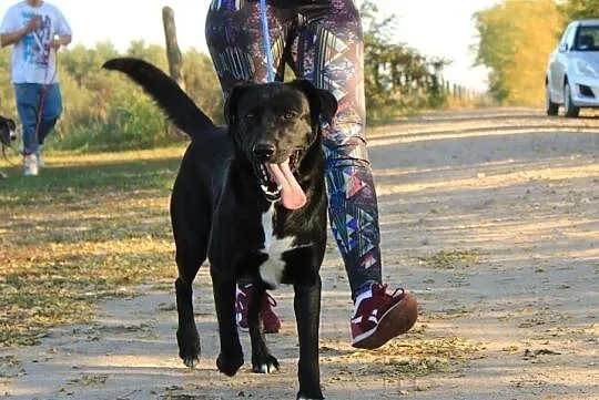 Otis - młody, aktywny, piękny w typie laba, , Przyborówko