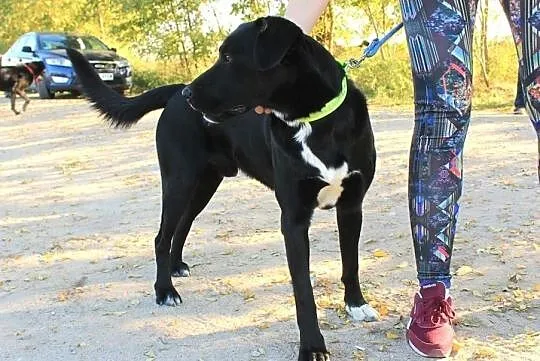 Otis - młody, aktywny, piękny w typie laba, , Przyborówko