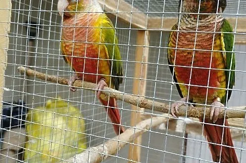 Likwidacja hodowli papugi egzotyka pilne , Tarnów