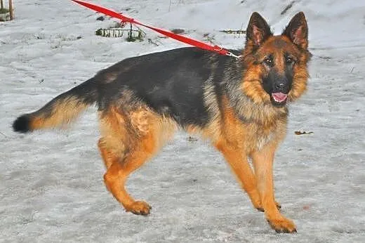 LUNA - piękna, młoda sunia owczarka niemieckiego d