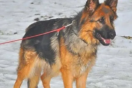 LUNA - piękna, młoda sunia owczarka niemieckiego d