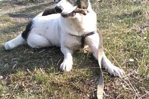 Nigdy nie miał prawdziwego domu, pomóż Szczękusiow