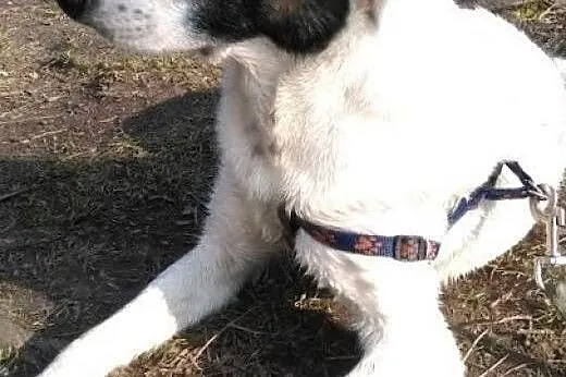 Nigdy nie miał prawdziwego domu, pomóż Szczękusiow