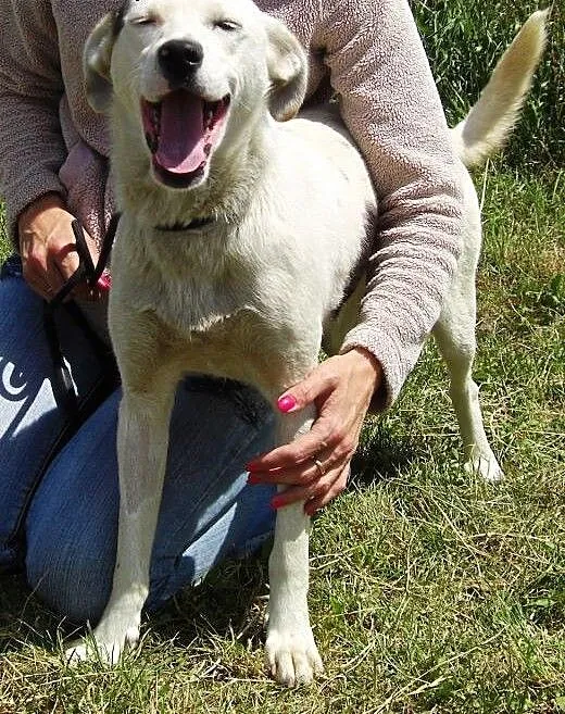 Najsłodsza na swiecie AZUNIA - Adopcja, małopolsk