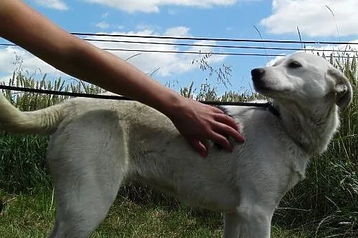 Najsłodsza na swiecie AZUNIA - Adopcja,  małopolsk