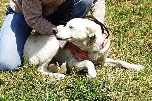 Najsłodsza na swiecie AZUNIA - Adopcja,  małopolsk