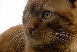 Sympatyczny rudy kot szuka domu bez zwierząt, Chorzów