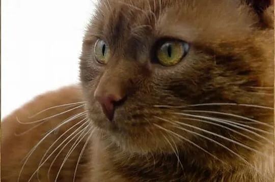 Sympatyczny rudy kot szuka domu bez zwierząt, Chorzów