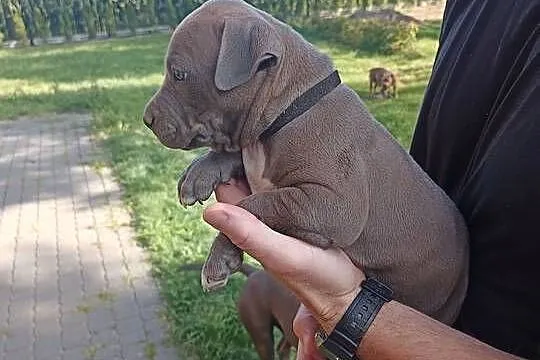 Amstaff PIES american staffordshire terrier, Kujawsko-pomorskie, Zamek Bierzgłowski