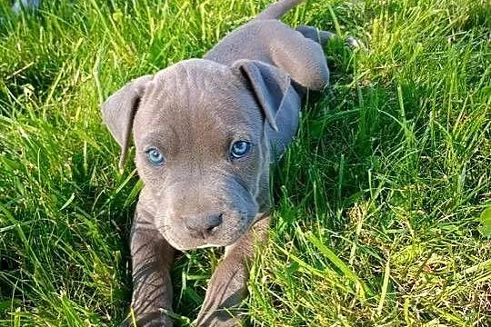 Amstaff PIES american staffordshire terrier, Kujawsko-pomorskie, Zamek Bierzgłowski