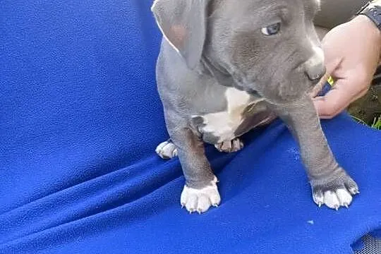 Amstaff PIES american staffordshire terrier, Kujawsko-pomorskie, Zamek Bierzgłowski
