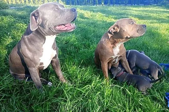 Amstaff PIES american staffordshire terrier, Kujawsko-pomorskie, Zamek Bierzgłowski