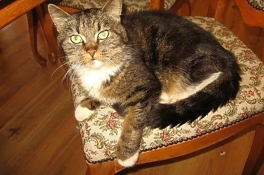 Piękna bardzo duza kocica,adopcja!!,  świętokrzysk