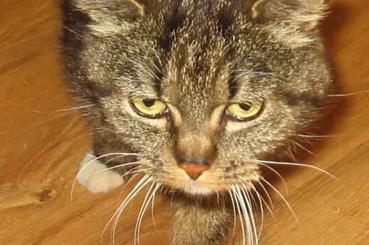Piękna bardzo duza kocica,adopcja!!,  świętokrzysk