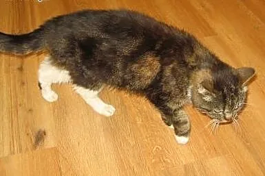 Piękna bardzo duza kocica,adopcja!!,  świętokrzysk