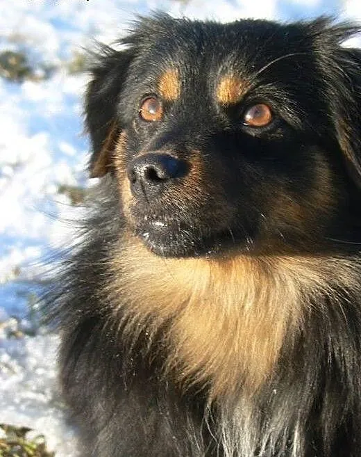 Dixi-młodziutki puchaty czarnulek - wesoła iskiere