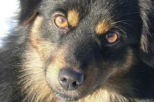 Dixi-młodziutki puchaty czarnulek - wesoła iskiere