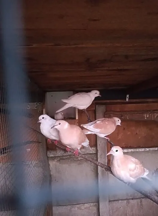 Sprzedam gołąbki cukrusie, Wielkopolskie, Kościan