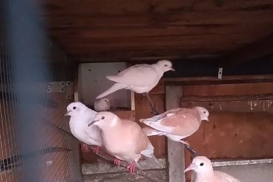 Sprzedam gołąbki cukrusie, Wielkopolskie, Kościan