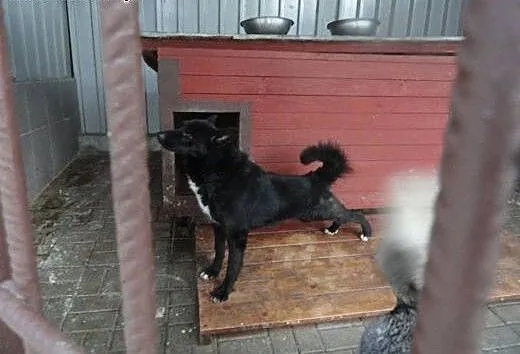 Bandzior, choć wcale nie bandziorowaty., dolnoślą