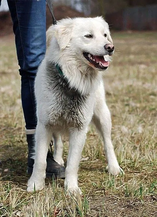 Mlody Sniezek do adopcji, kujawsko-pomorskie Toru