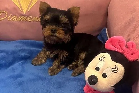 Yorkshire terrier