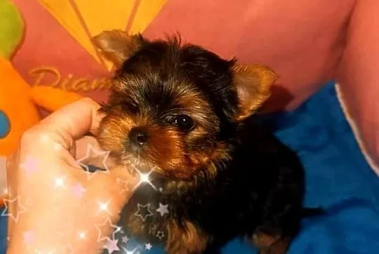 Yorkshire terrier, Lubelskie, Lublin