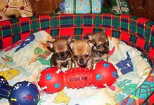 Chihuahua szczenięta, małopolskie Sucha Beskidzka