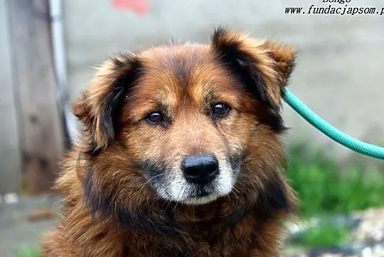 Bongo - puchaty rudzielec