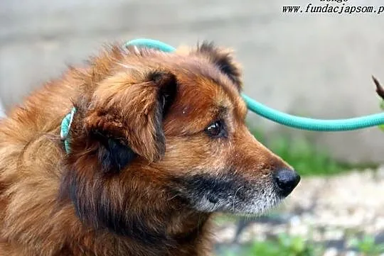 Bongo - puchaty rudzielec, Mazowieckie, Nowy Dwór Mazowiecki
