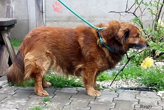 Bongo - puchaty rudzielec, Mazowieckie, Nowy Dwór Mazowiecki