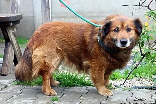 Bongo - puchaty rudzielec, Mazowieckie, Nowy Dwór Mazowiecki