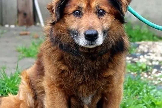 Bongo - puchaty rudzielec, Mazowieckie, Nowy Dwór Mazowiecki