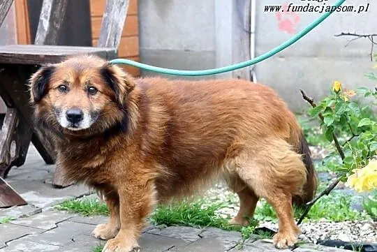 Bongo - puchaty rudzielec, Mazowieckie, Nowy Dwór Mazowiecki