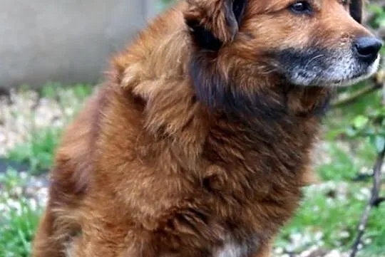 Bongo - puchaty rudzielec, Mazowieckie, Nowy Dwór Mazowiecki