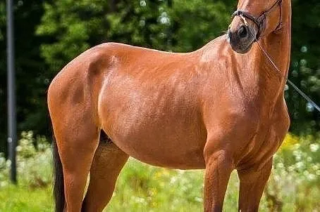 Urodziwa klacz z linii Argentinusa, , Ślesin