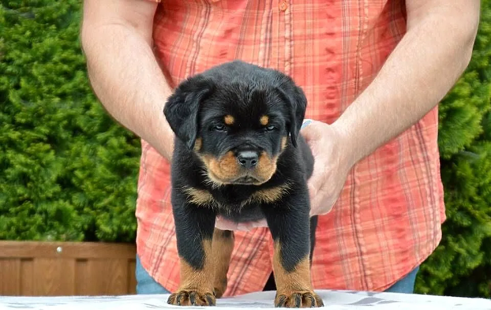 Rottweiler szczeniak samiec ZKwP, Wielkopolskie, Kórnik