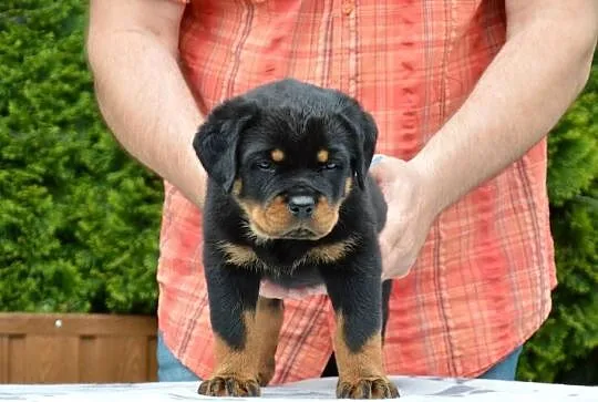 Rottweiler szczeniak samiec ZKwP