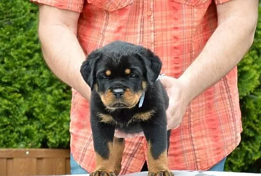 Rottweiler szczeniak samiec ZKwP, Wielkopolskie, Kórnik