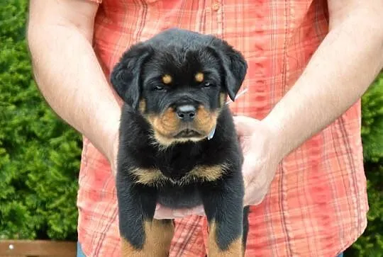Rottweiler szczeniak samiec ZKwP, Wielkopolskie, Kórnik