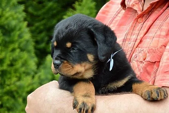 Rottweiler szczeniak samiec ZKwP, Wielkopolskie, Kórnik