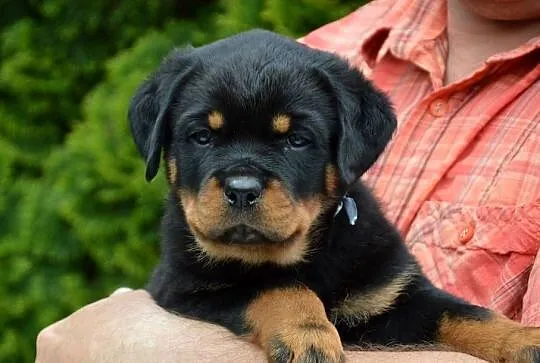 Rottweiler szczeniak samiec ZKwP, Wielkopolskie, Kórnik